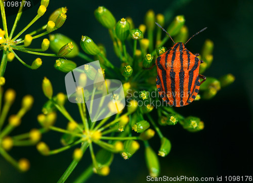 Image of Red bug.