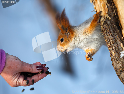 Image of Squirrel.