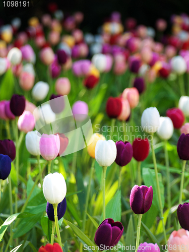 Image of Field of tulips