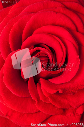 Image of dark red rose