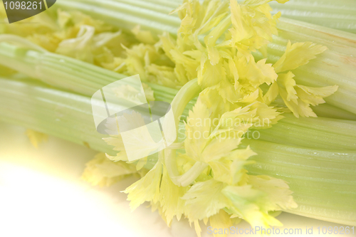 Image of Celery
