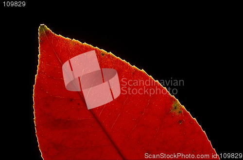 Image of Red Leaf Part