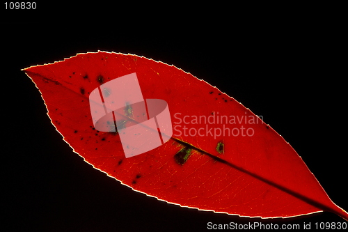 Image of Red Leaf