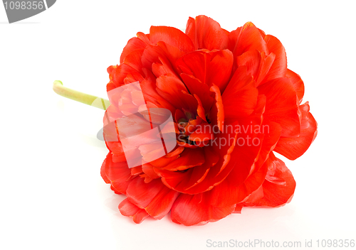 Image of Red tulip bud isolated