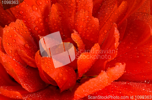 Image of Close-up of Red tulip bud with water droplets