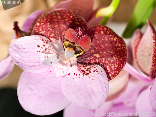 Image of cymbidium or orchid flower in Keukenhof