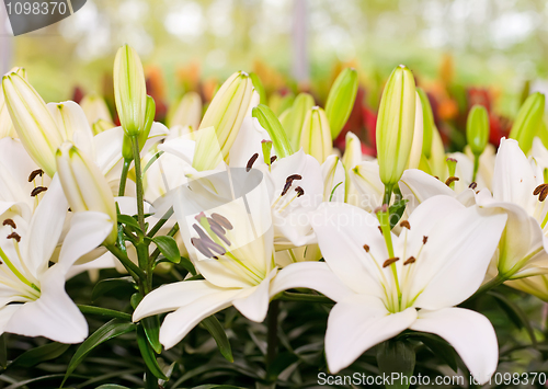 Image of Close-up of Lily flowers from Keukenhof