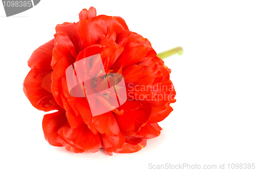 Image of Close-up of Red tulip bud