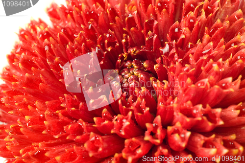 Image of Summer time. Red dahlia bud isolated