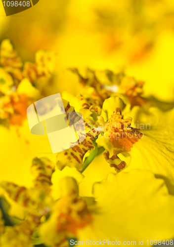 Image of Close-up of Oncidium orchid flower