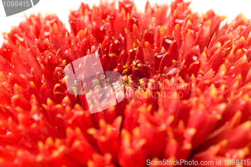 Image of Macro of Red dahlia bud isolated