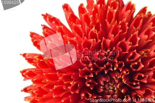 Image of Red georgina flower bud