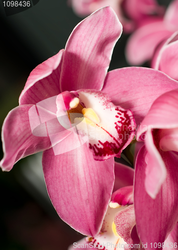 Image of Pink Cymbidium or orchid flower bud 