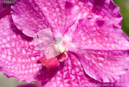 Image of Orchid flower in Keukenhof park