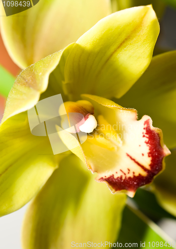 Image of Cymbidium orchid flower in Keukenhof park