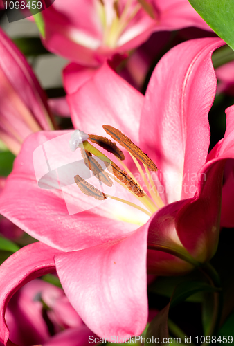 Image of Red Lily flower from Keukenhof park