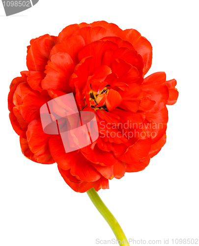 Image of Spring has come. Red tulip bud