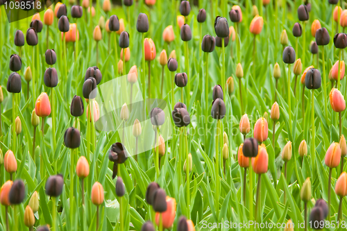 Image of Dutch colorful tulips in Keukenhof park