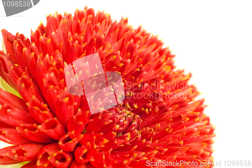 Image of Macro of Red georgina flower bud