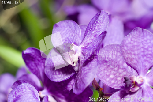 Image of Close-up of lilac cymbidium orchid