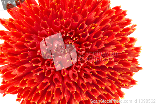 Image of Red georgina flower bud isolated