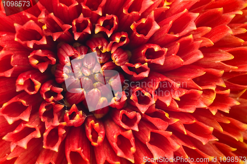 Image of Macro of Red dahlia flower bud