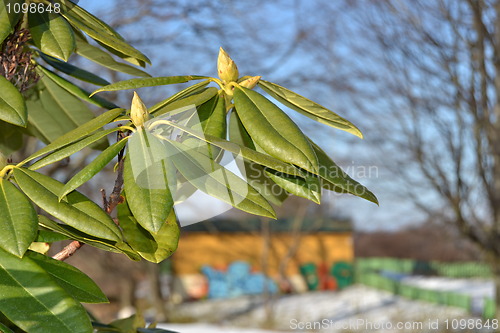 Image of Trees and grafitti