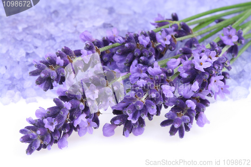 Image of Lavender