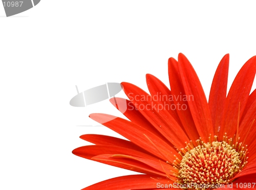 Image of Gerbera-memo pad room for text