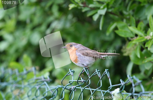 Image of Robin
