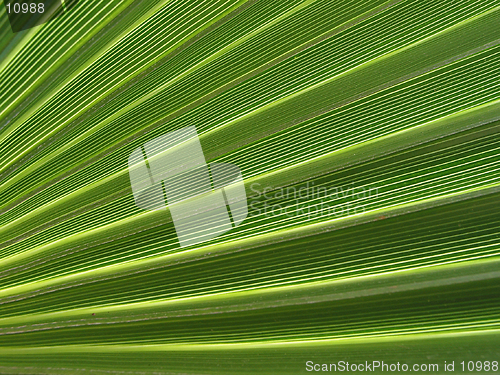 Image of Detail - fan palm