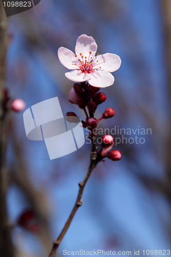 Image of Blooming tree flower