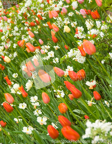 Image of Angle shot of flowerbed in Keukenhof park