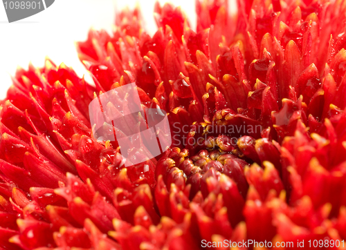 Image of Red dahlia bud with drops