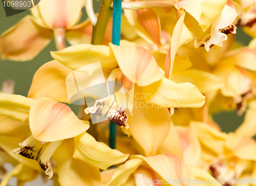 Image of Yellow Cymbidium or orchid flower