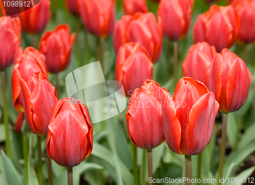 Image of Close-up of red Dutch tulips flowerbed