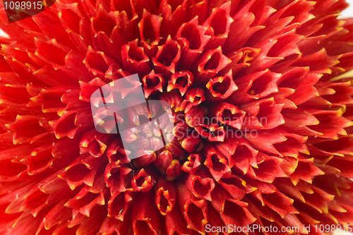 Image of Macro of red georgina 