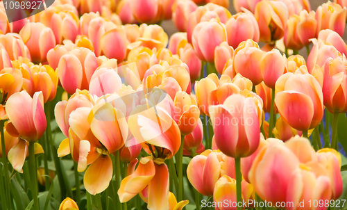 Image of Pink and yellow Dutch tulips flowerbed