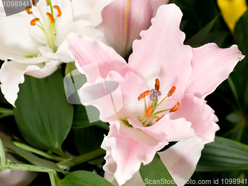 Image of Lily flower from Keukenhof park