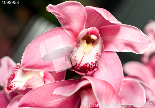 Image of Pink orchid or Cymbidium flower