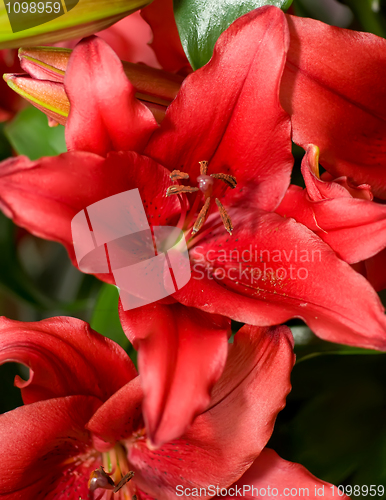 Image of Close-up of red Lily from Keukenhof park