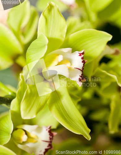 Image of Green Cymbidium or orchid flower