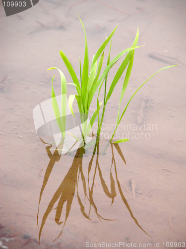 Image of New rice plant