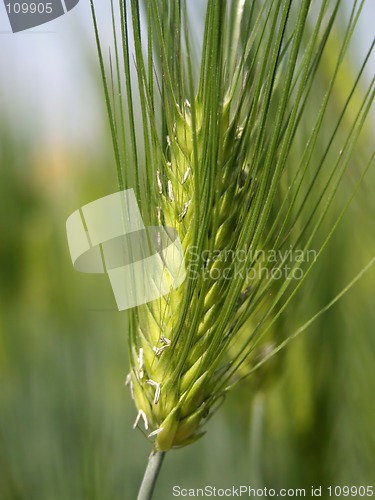 Image of Rice ear