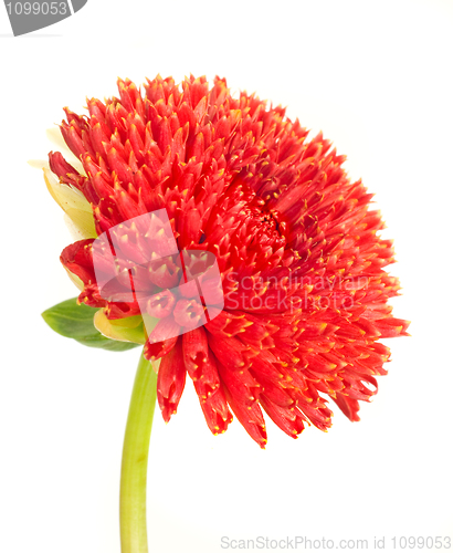 Image of Beautiful red dahlia flower bud