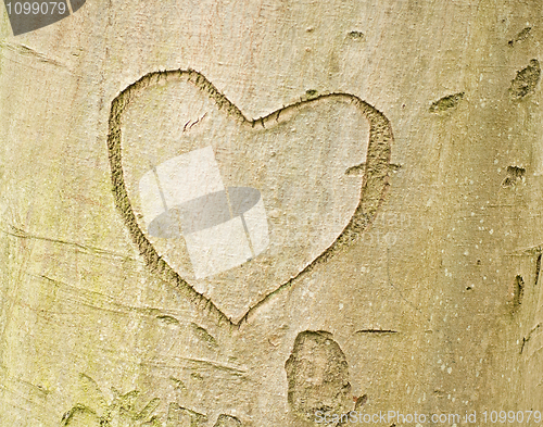 Image of Heart shape on tree bark