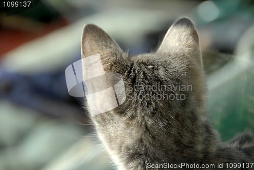 Image of Cat head