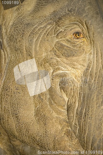 Image of elephant