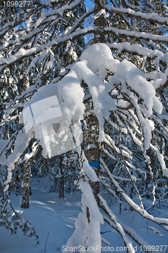 Image of Snovy branches