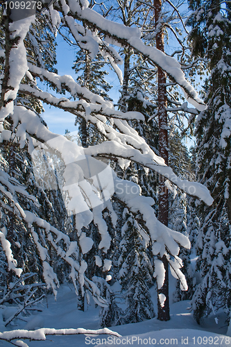 Image of Snovy branches